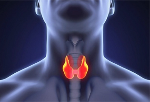 Ученые нашли связь между щитовидной железой и миомой матки