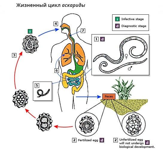 Жизненный цикл аскариды схема. Жизненный цикл детской аскариды. Ascaris lumbricoides жизненный цикл. Цикл развития аскариды схема. Цикл развития Ascaris lumbricoides.